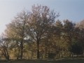 Zuhaitzak