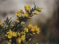 Lorea