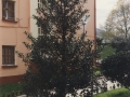 Zuhaitzak