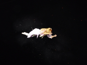 Muruko Mari