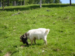 Pagorriagako akerra.