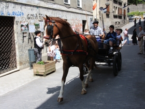 Zaldi gurdia.