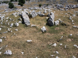 Kalparmuñobarrena trikuharria.