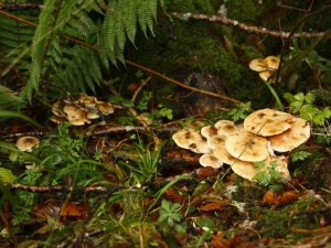 Perretxikoak.