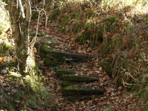 Lubaki lerroa Taramonan