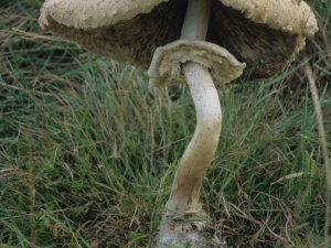 Perretxikoa