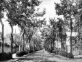 Nafarroa kaleko zumardia / Alameda de Nafarroa kalea (1920)