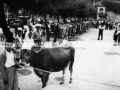 Idiak Narros jauregi ondoan / Bueyes junto al Palacio Narros (1948)